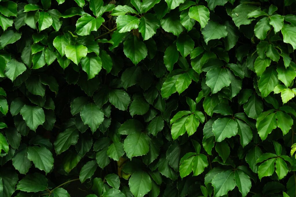 pexels photo 31591008.jpeg